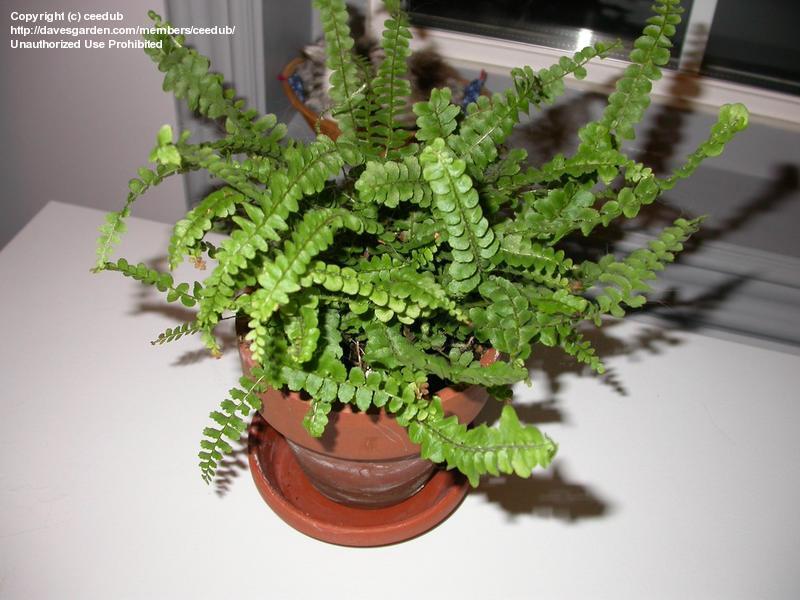 سرخس دکمه ای